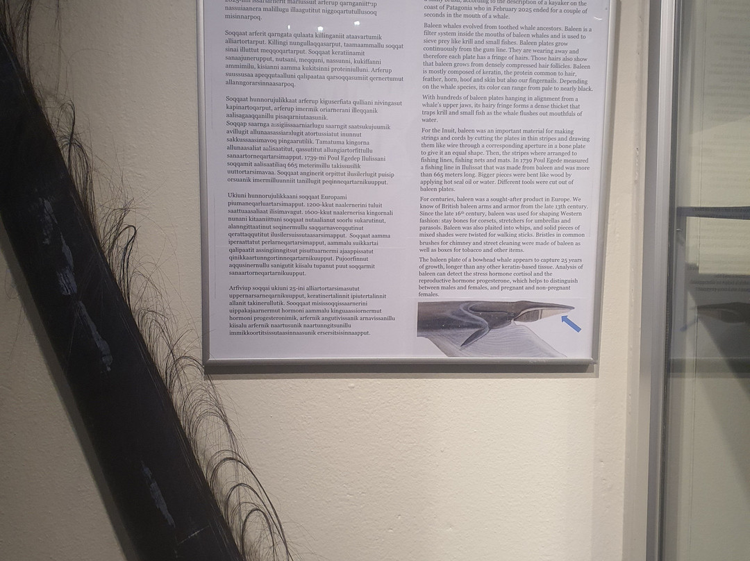 Ilulissat Cultural History Museum-伊卢利萨特必去景点