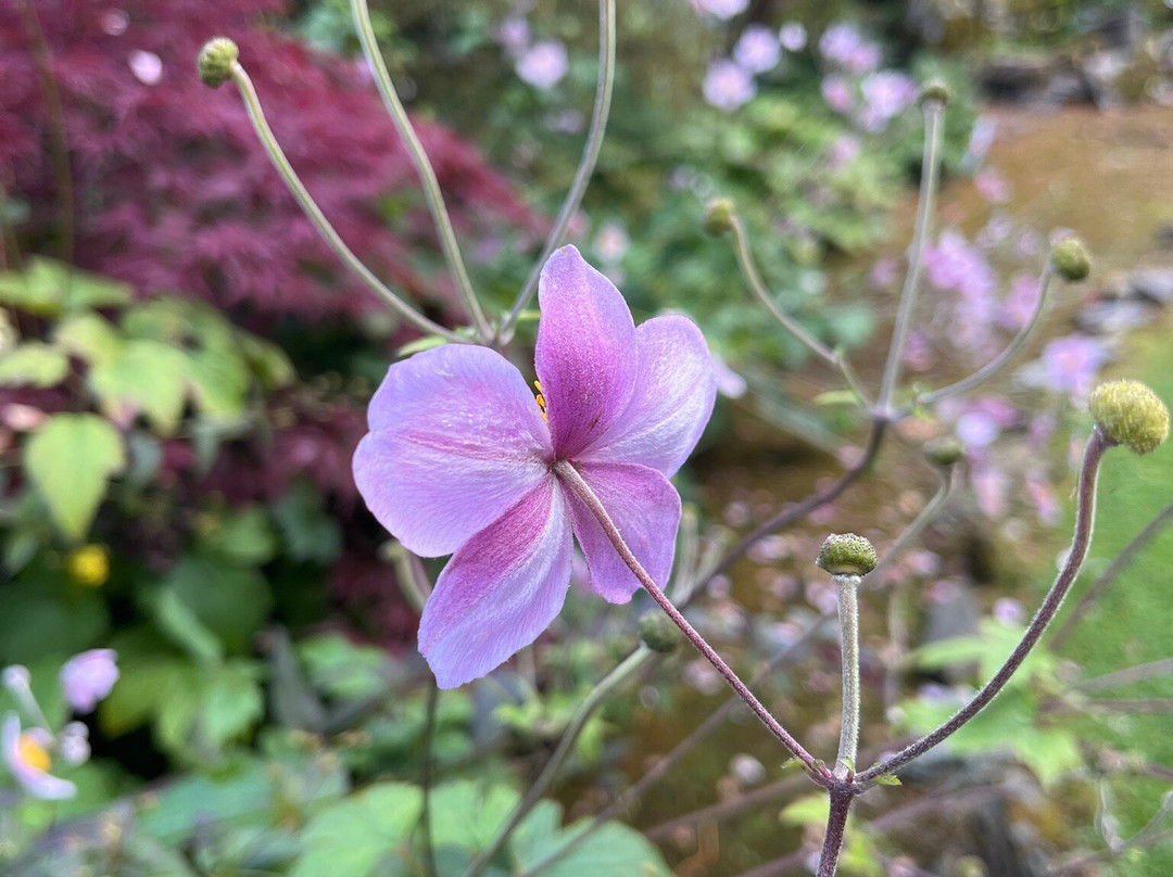 Annesdale House主图