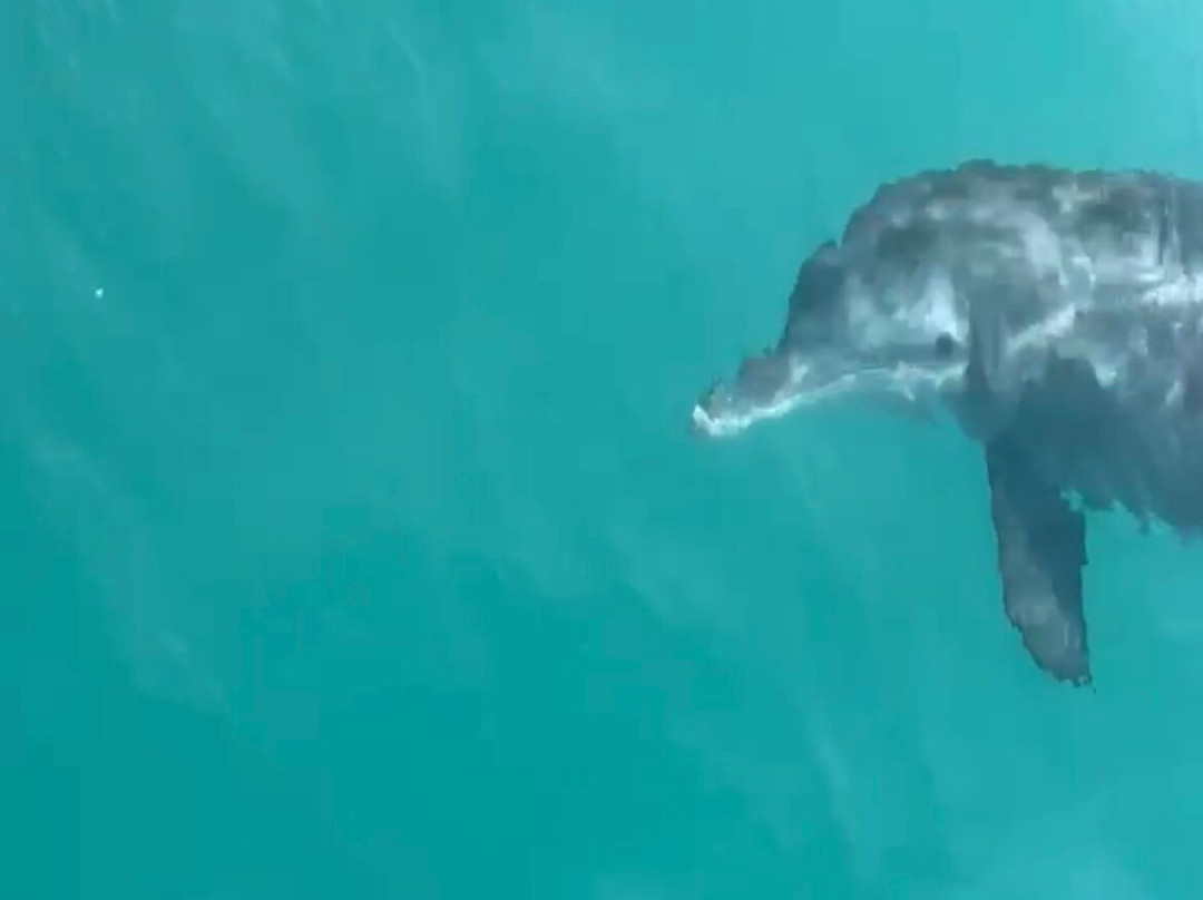 Neptune Pirate Company Ltd-路易士港必去景点