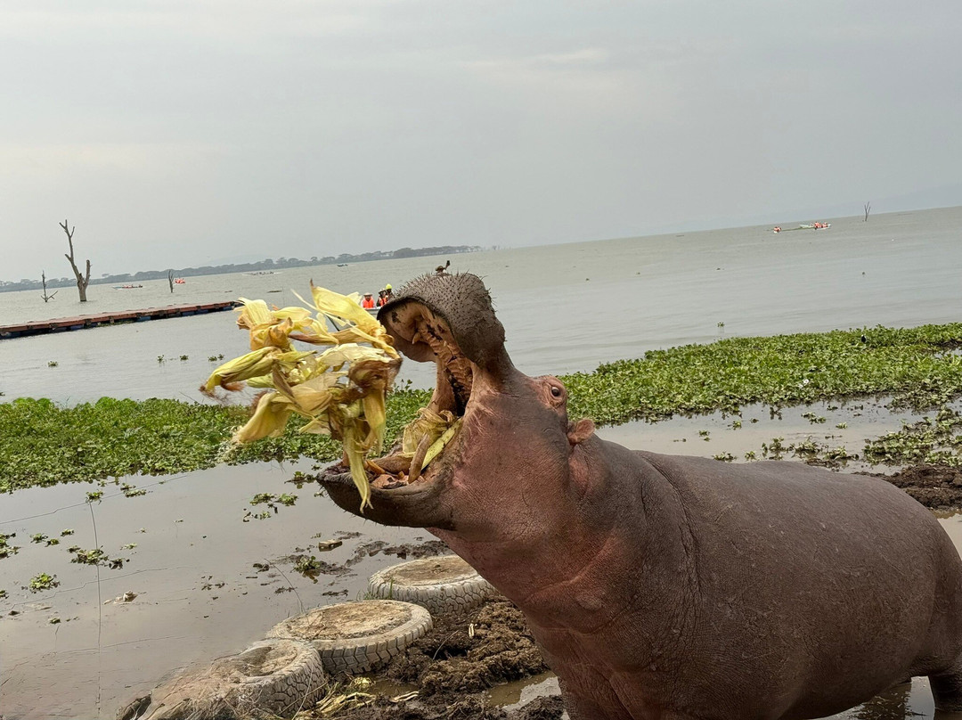 Alligator Adventures Tours & Safaris-纳罗克必去景点