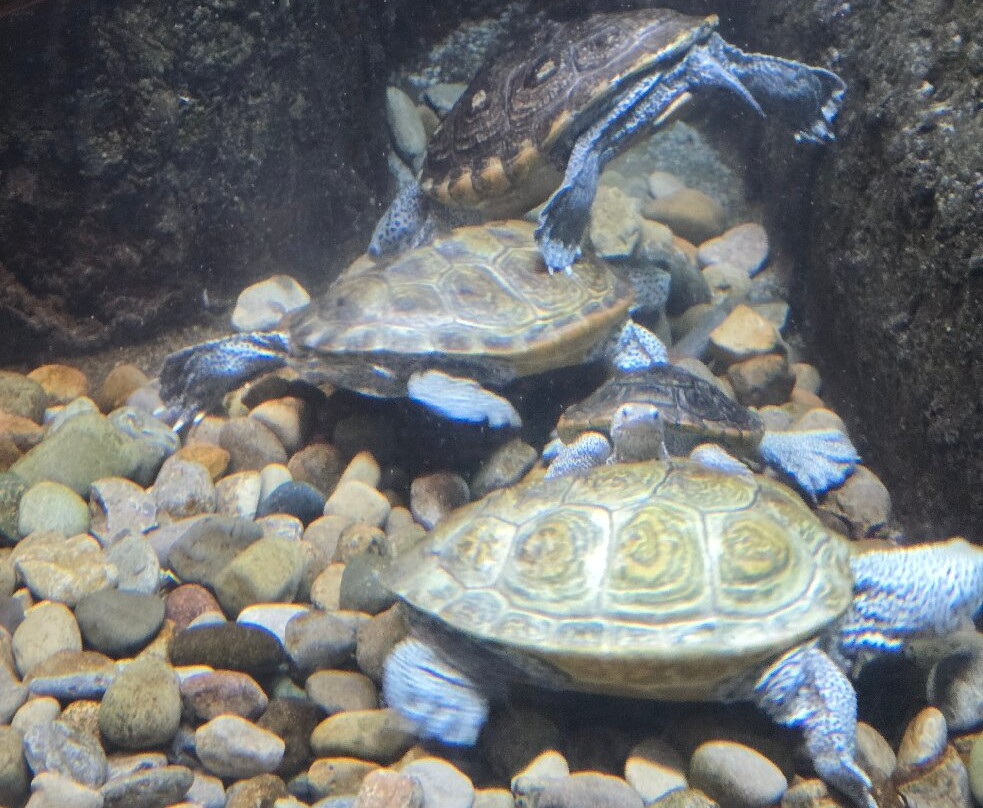 Newport Aquarium-Newport必去景点