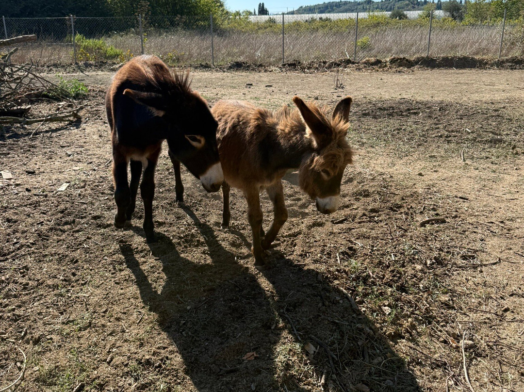 Corfu Donkey Rescue-Paleokastritsa必去景点