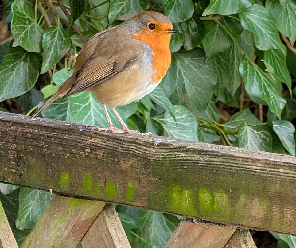 Caen Hill Locks-迪韦齐斯必去景点