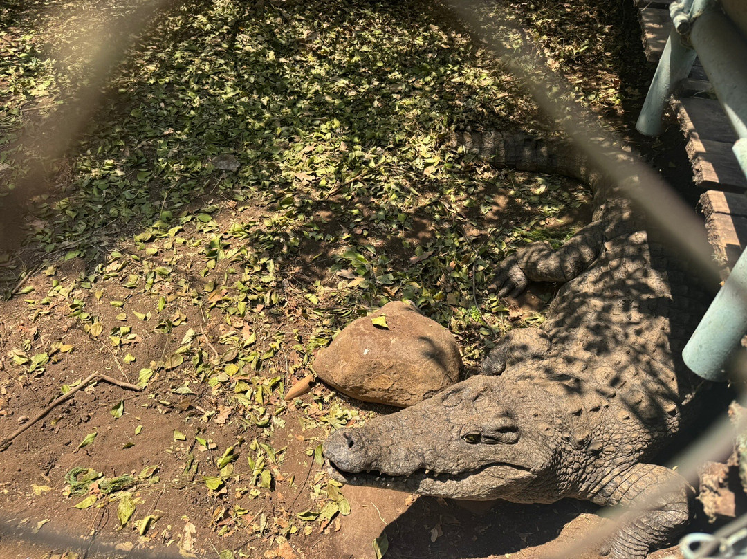 Livingstone Crocodile Park-李文斯顿必去景点
