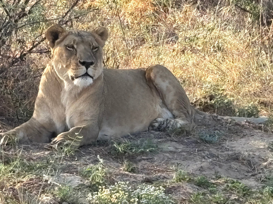 Grassland Safari Lodge