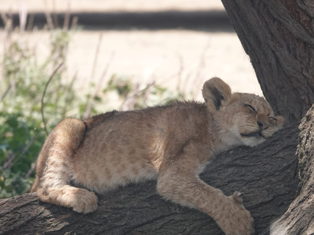 Caracal Tours & Safaris-莫西必去景点