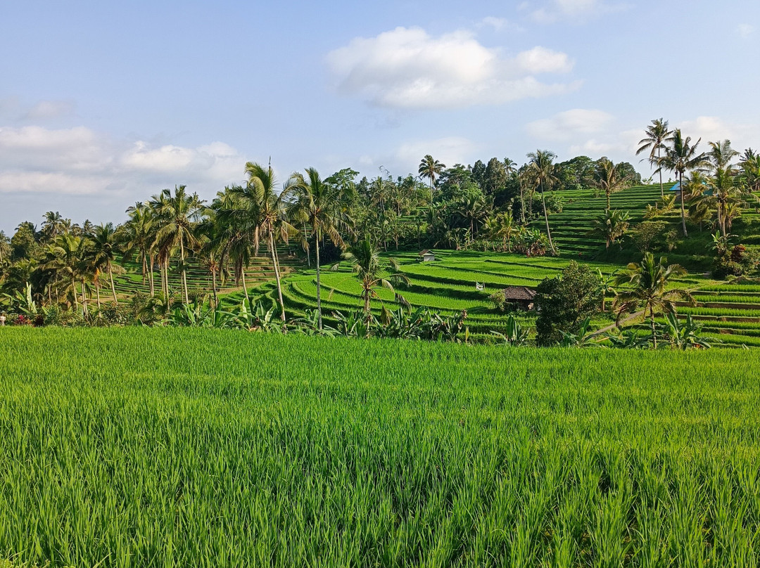 Pemuteran Transport Taxi-佩母德兰必去景点