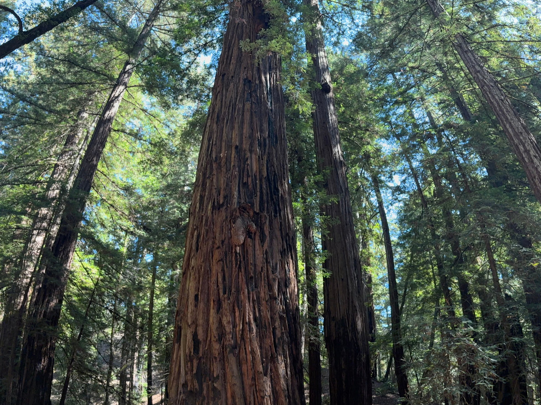 Armstrong Redwood State Reserve-Guerneville必去景点