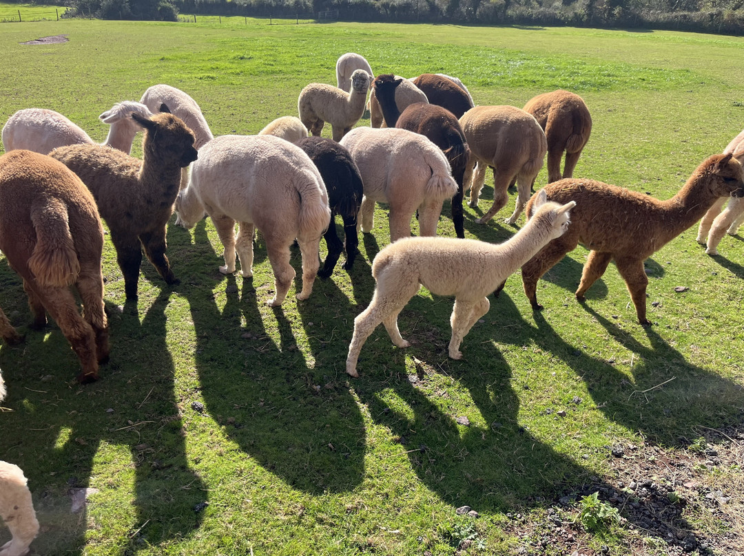 Pembrokeshire Alpaca Trekking-腾比必去景点
