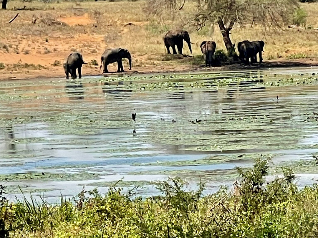 2-Day Safari to Taita Hills Salt Lick-Voi必去景点