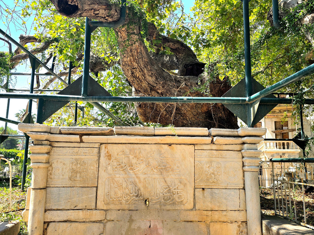 Hippocrates Tree-Kos Town必去景点