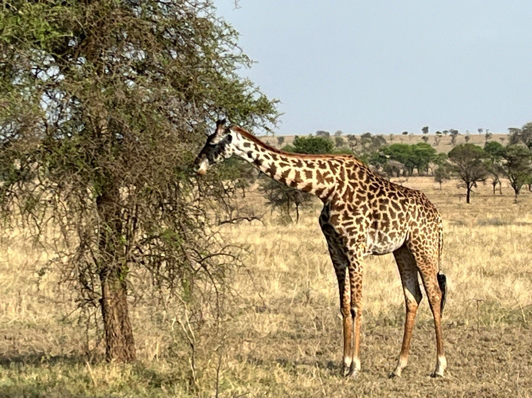 Safari Desire-Sekenani必去景点