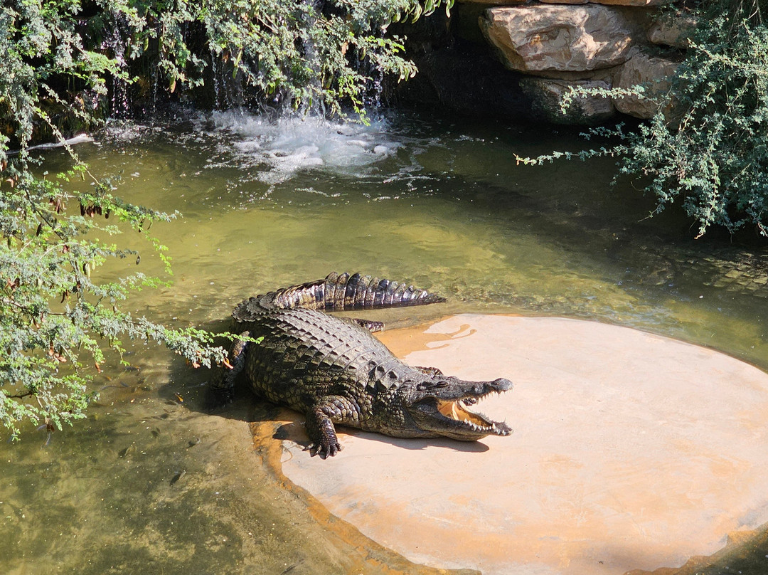 Dubai Crocodile Park-迪拜必去景点
