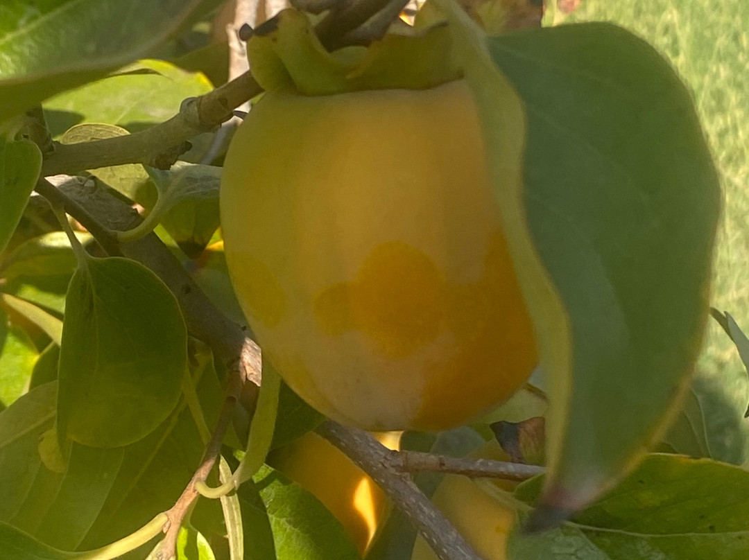 Domaine Malika主图