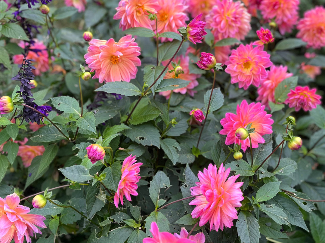 Great Dixter House & Gardens-Northiam必去景点