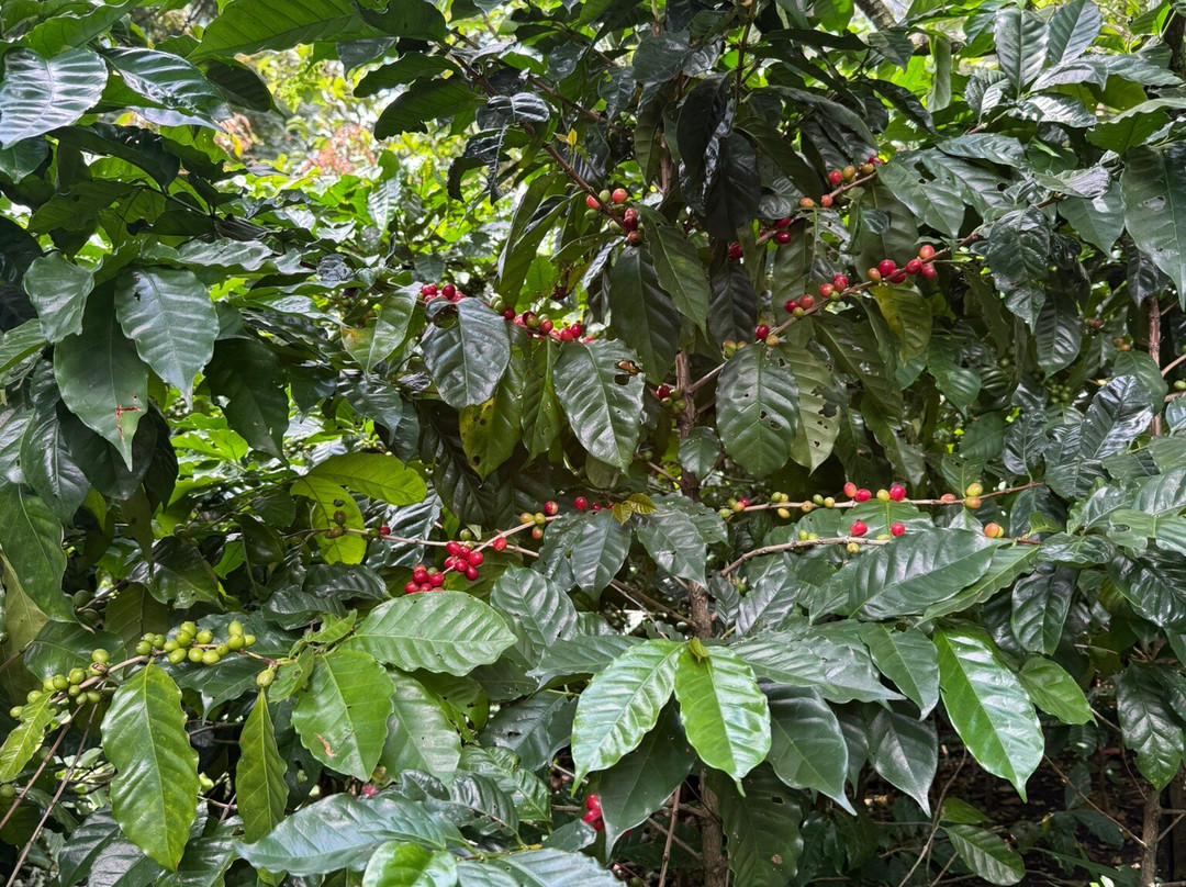 Britt Coffee Tour-爱雷迪雅必去景点