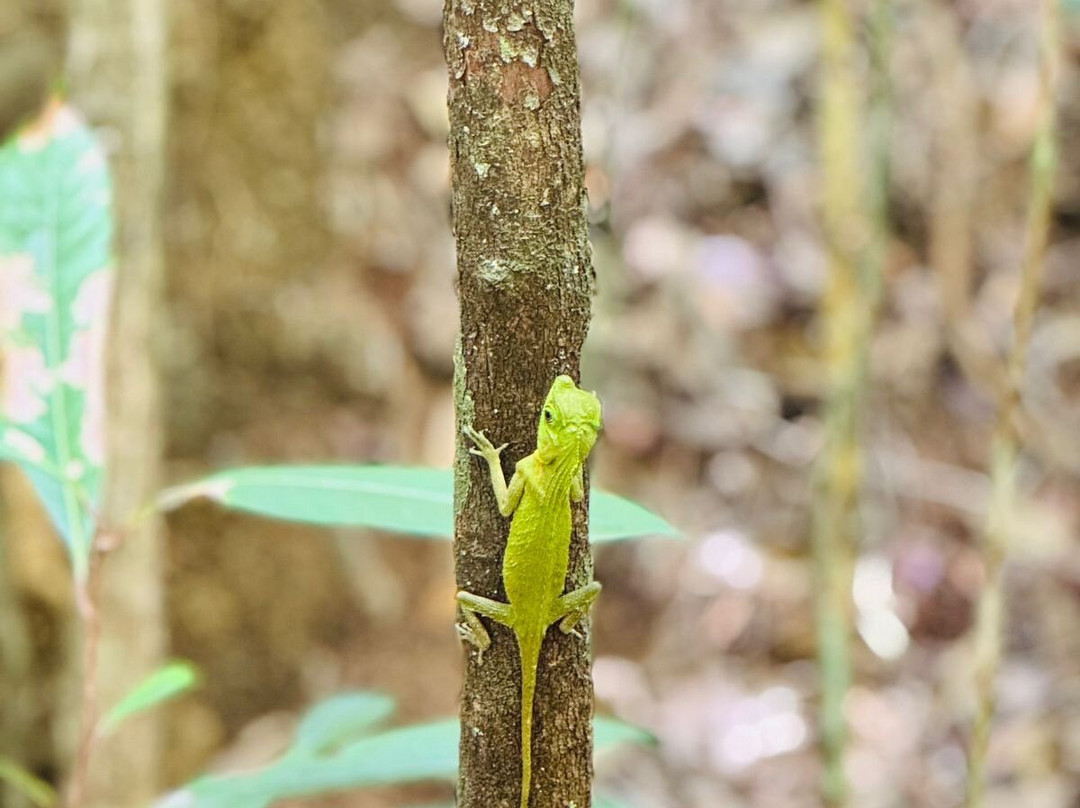 Visit Kanneliya Rain Forest-Koralegama必去景点