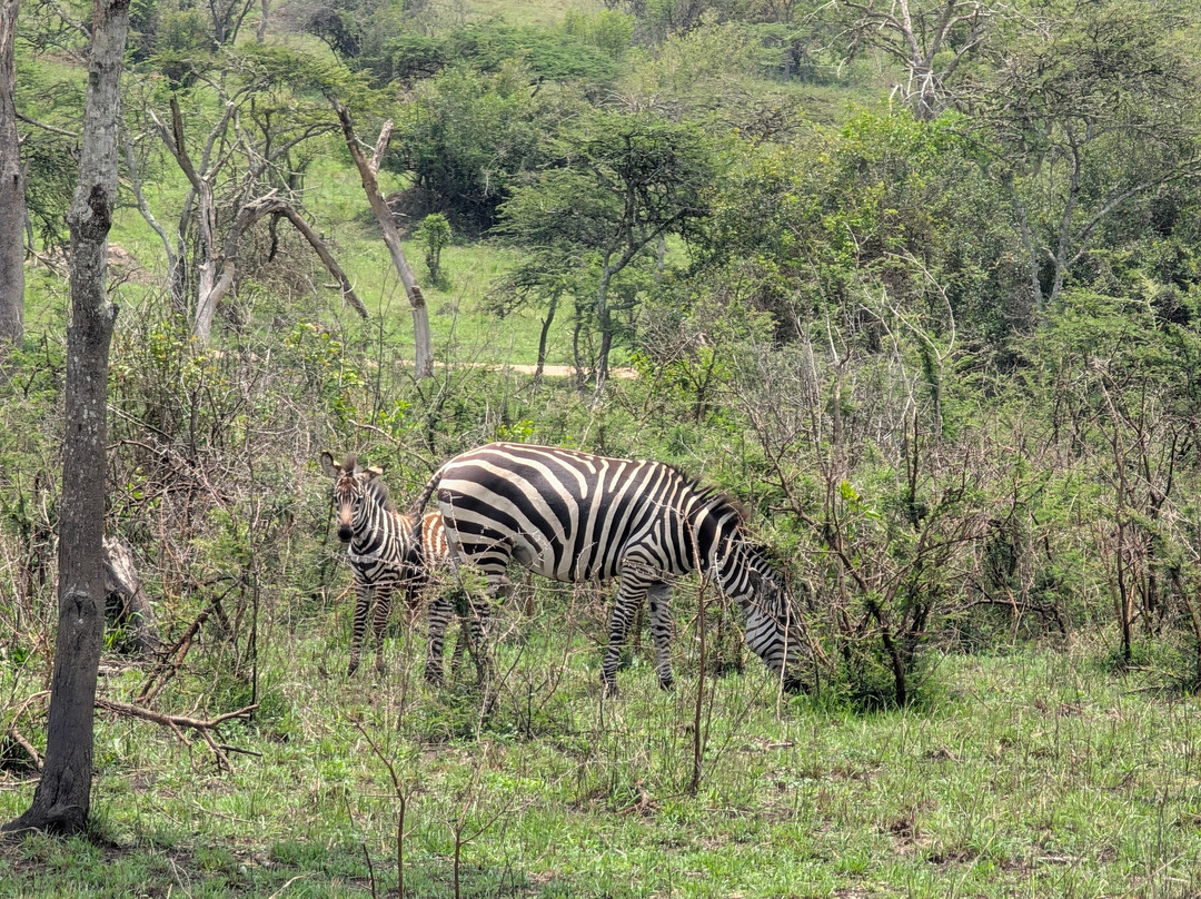 Devine African Safaris-吉佳利必去景点