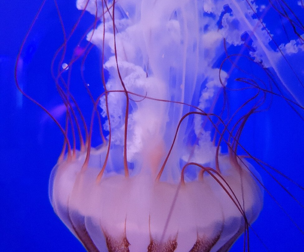 North Carolina Aquarium on Roanoke Island-Manteo必去景点