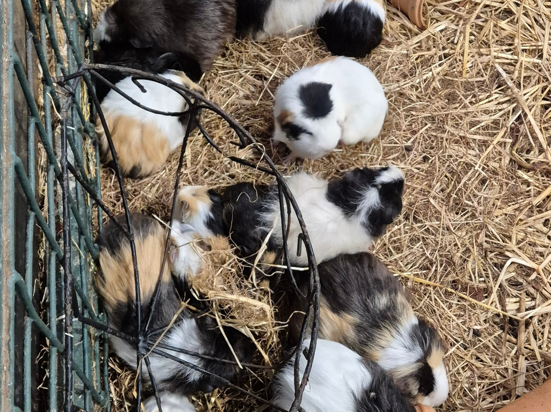 Streamvale Open Farm-贝尔法斯特必去景点