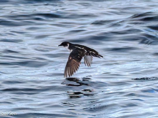 Birds Chile-巴拉斯港必去景点