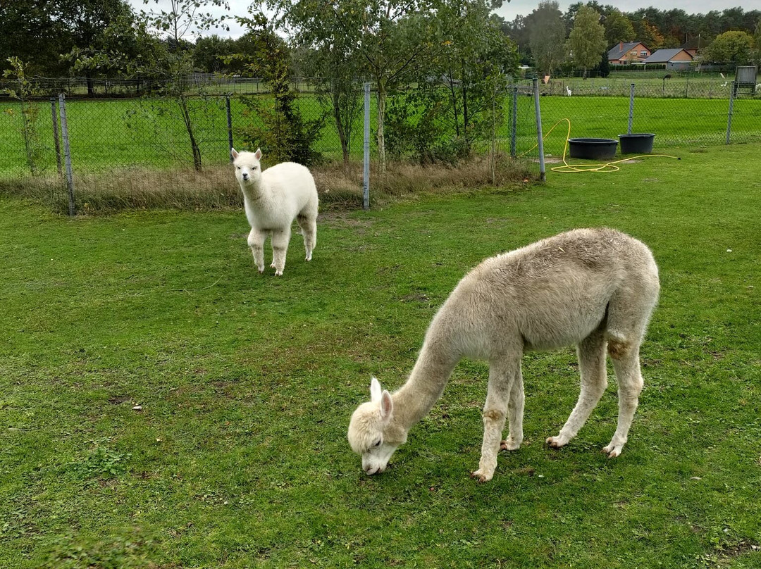 De Alpacaboerderij-Kaulille必去景点