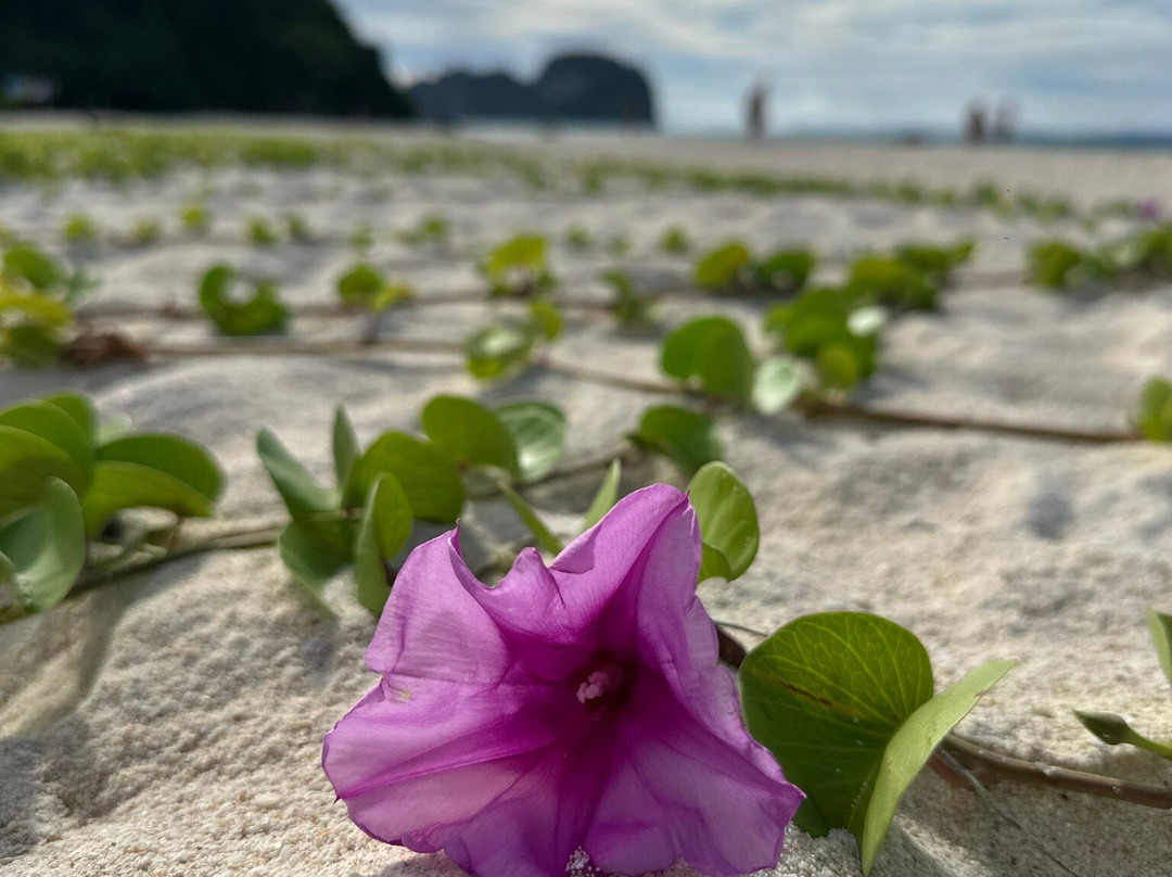 Sea Eagle Tour-甲米必去景点