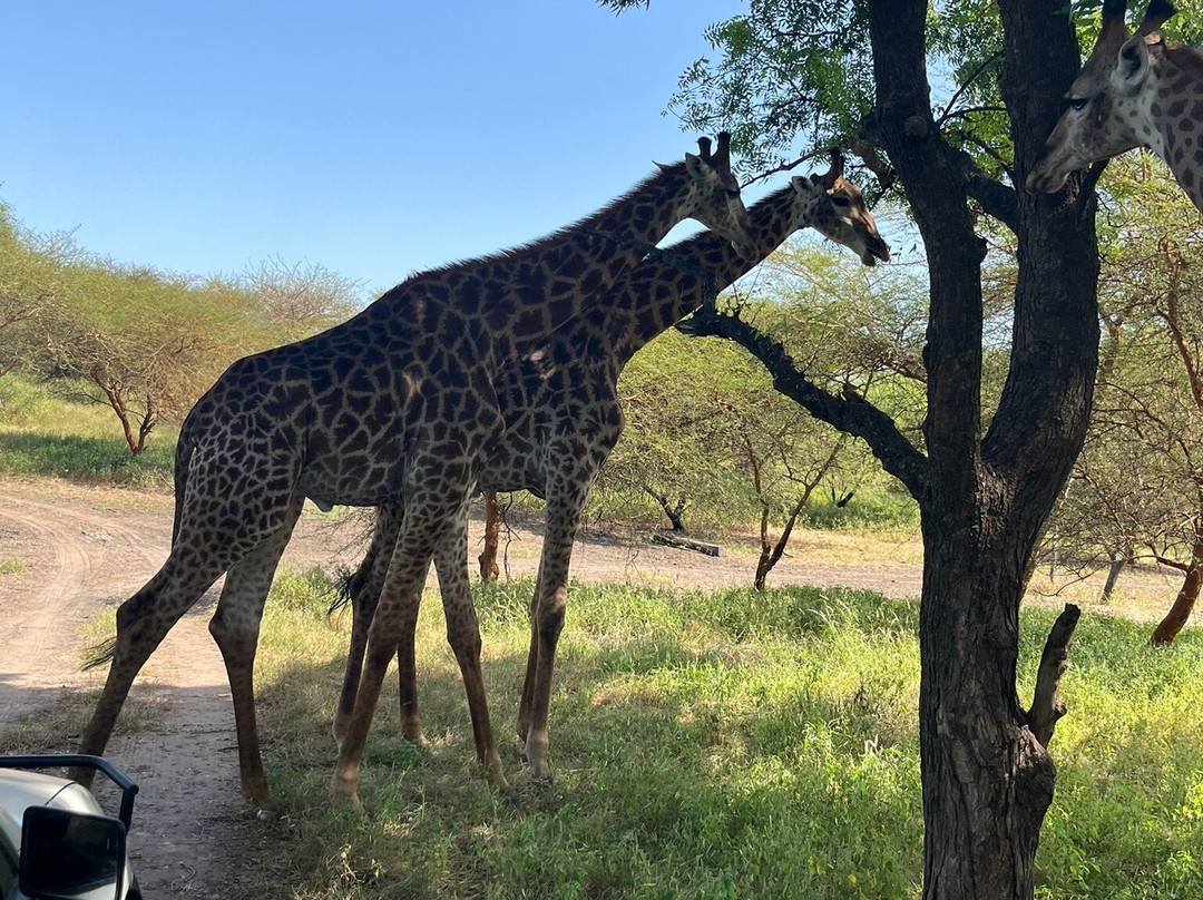 Riu Baobab Trip Travel-Nianing必去景点