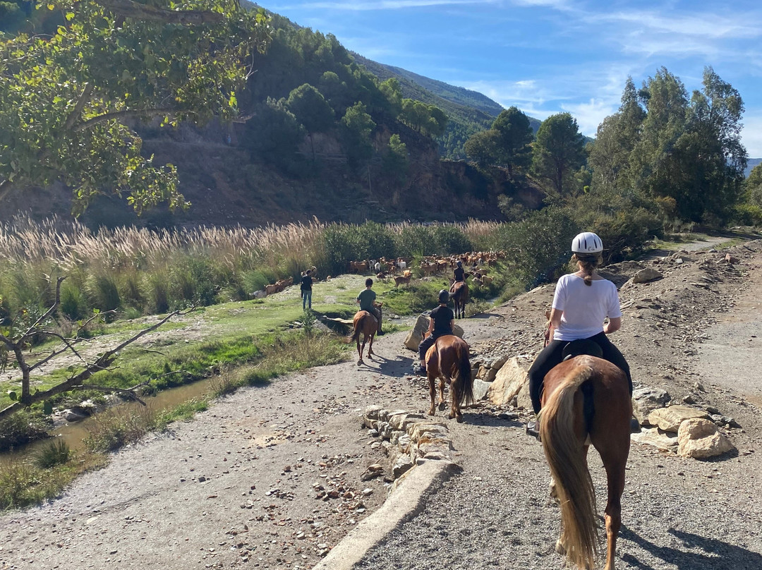 Pegasus Riding Centre-Orgiva必去景点