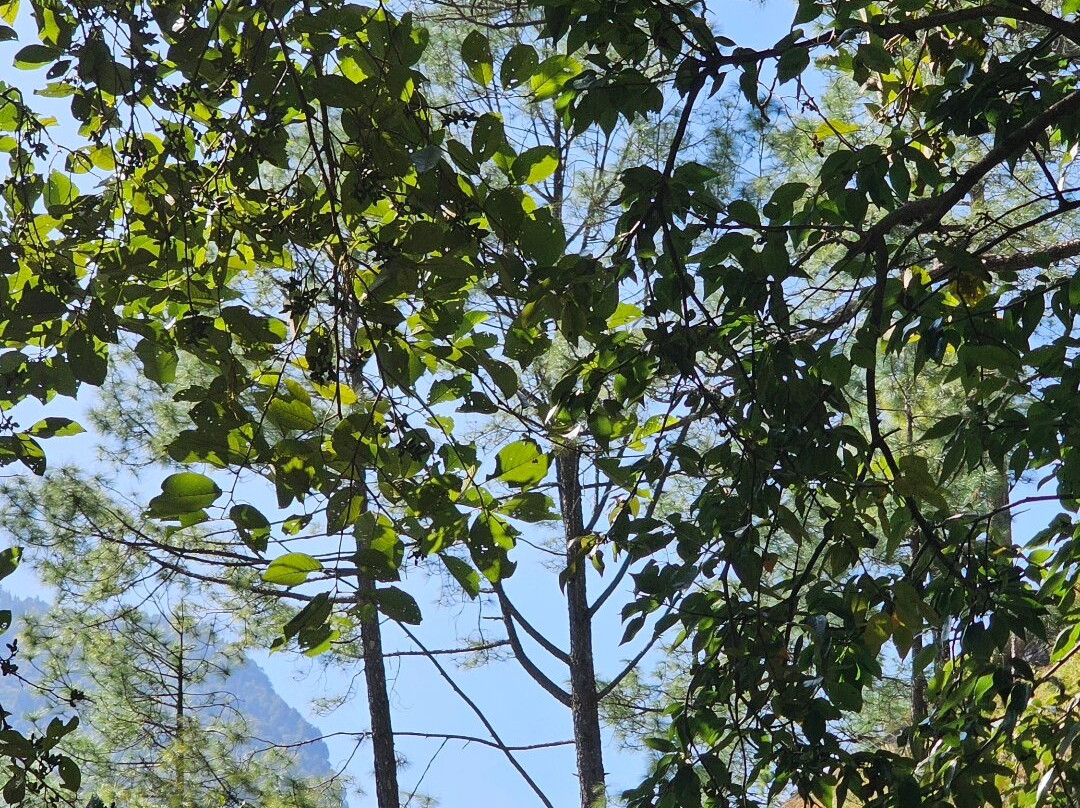 Shri Madmaheshwar Temple-Ukhimath必去景点