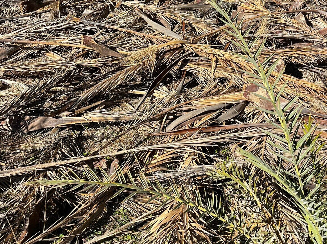 Vai Beach-Vai必去景点