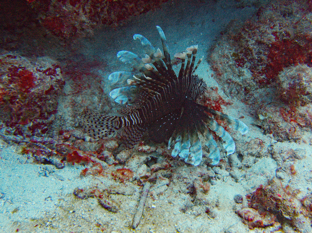 Dressel Divers Puerto Aventuras-阿范特拉斯港必去景点
