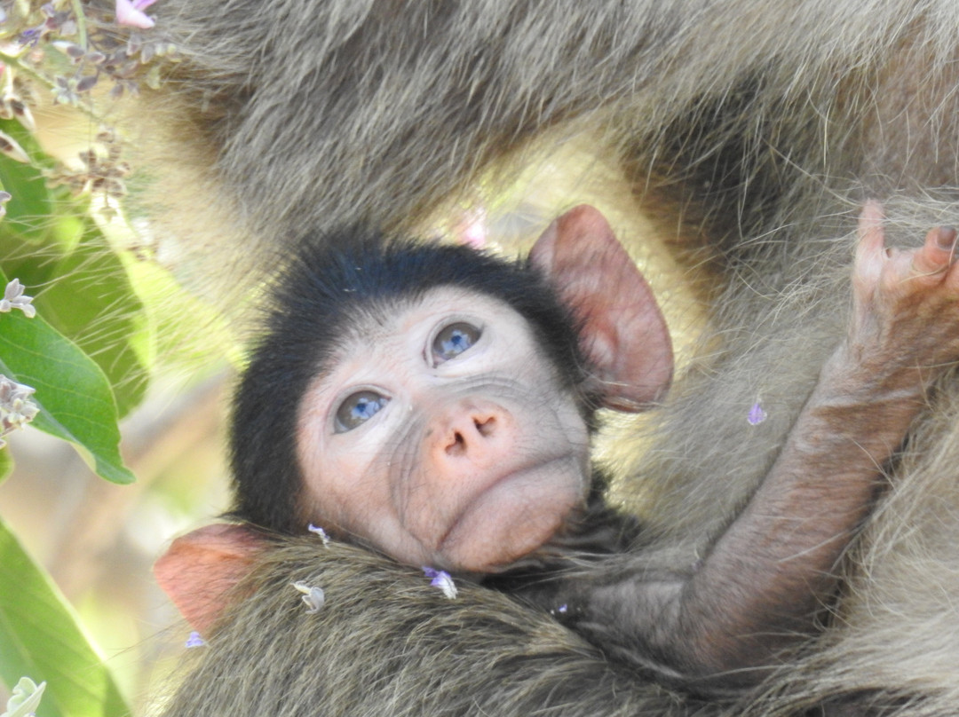 Bearded Heron Safaris-司库库札必去景点