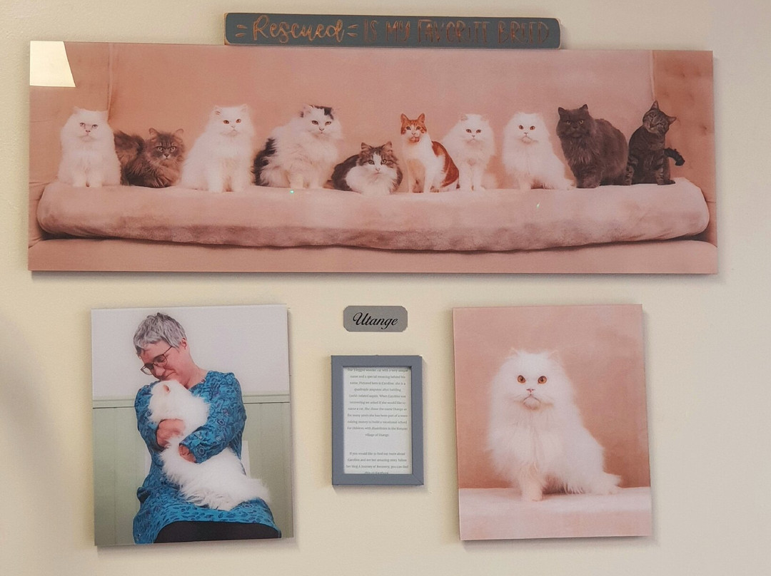 Bedford Cat Café-贝德福德必去景点