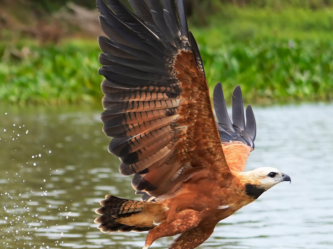 Journey With Jaguars-Porto Jofre必去景点