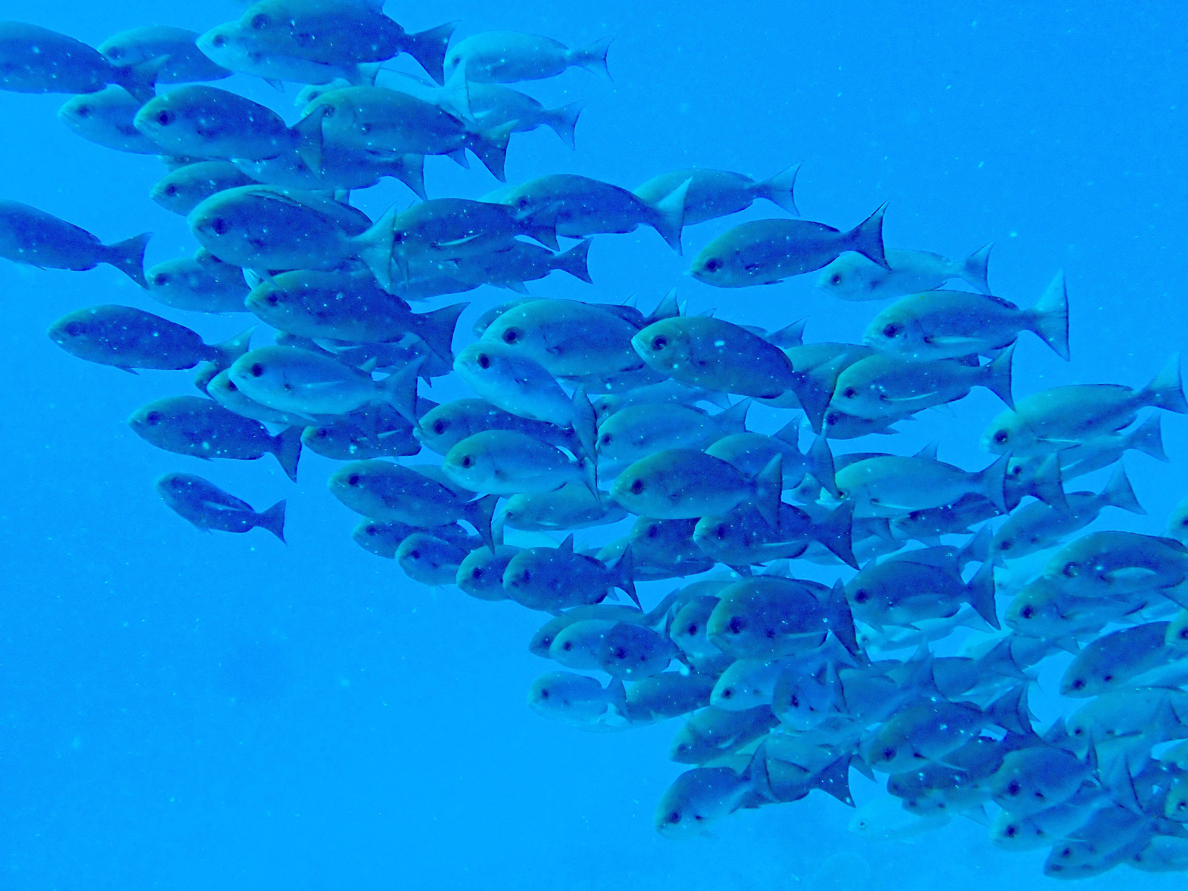 塔妙妮潜水度假酒店-官方