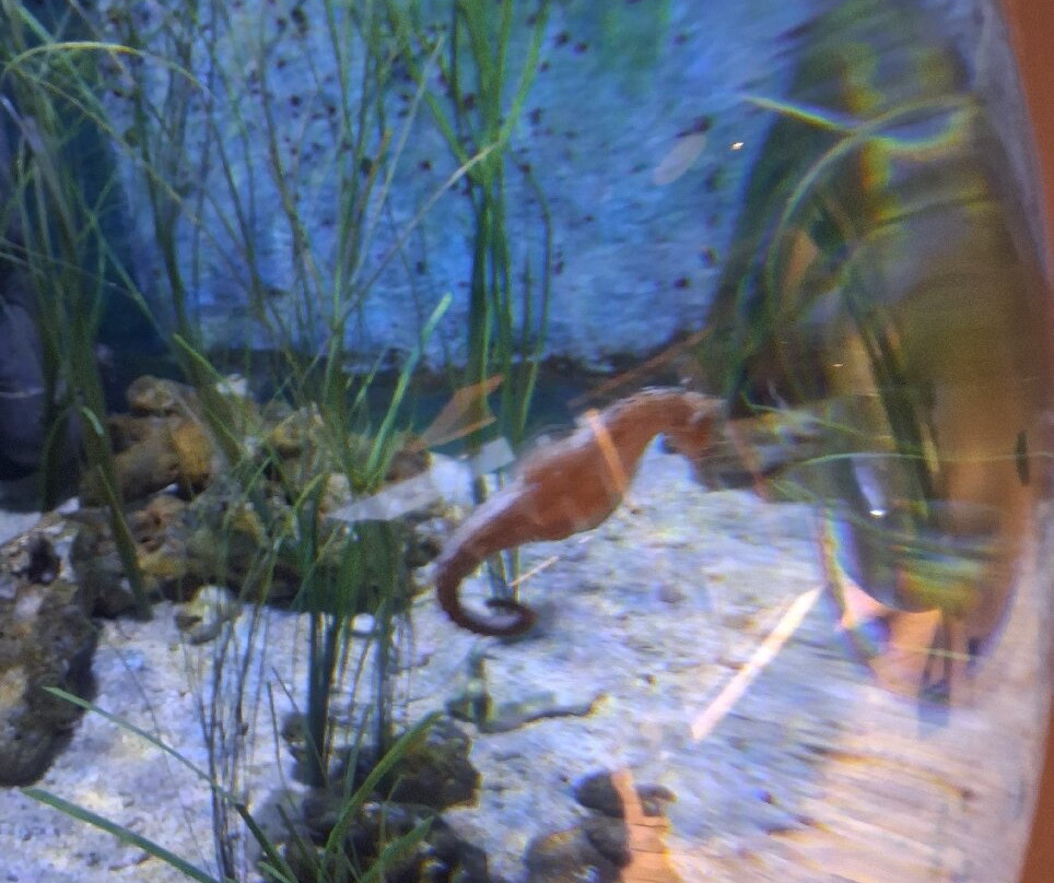 Oceanarium-伯恩茅斯必去景点