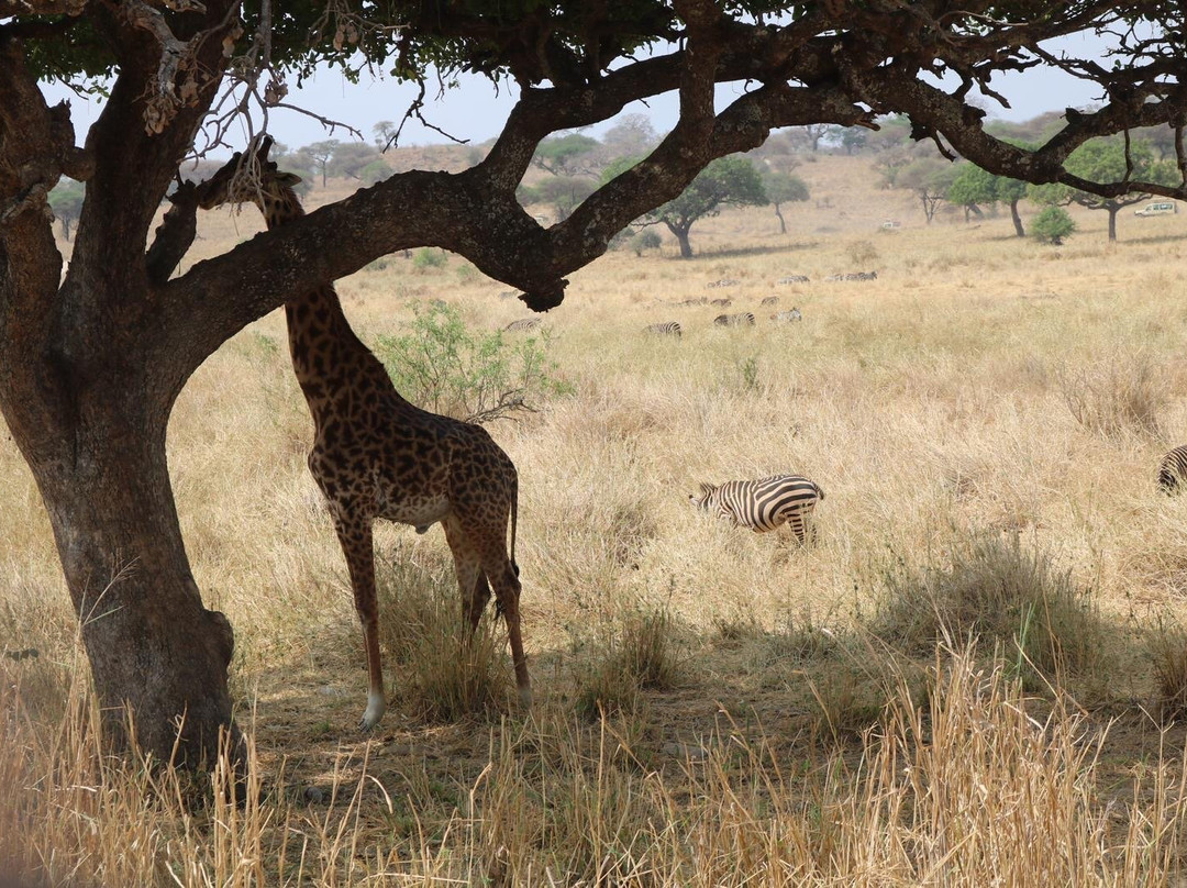 Shah Tours-莫西必去景点