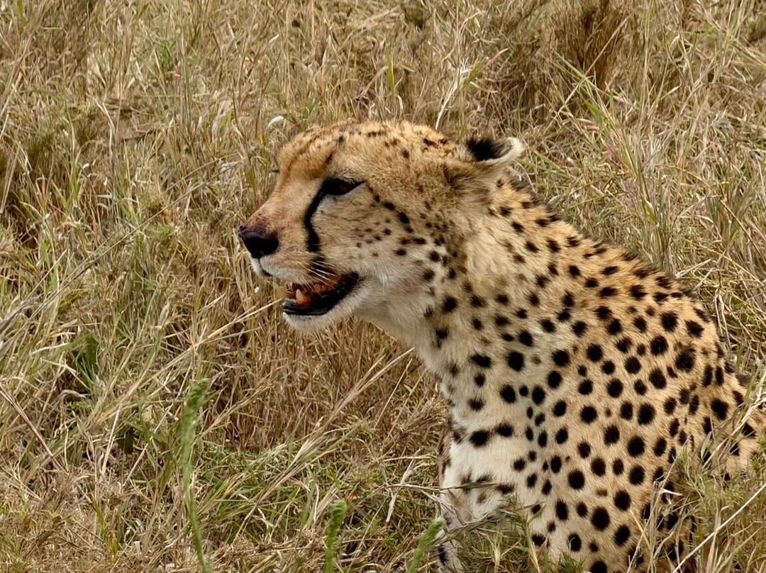 Tanzania-Experience-阿鲁沙必去景点