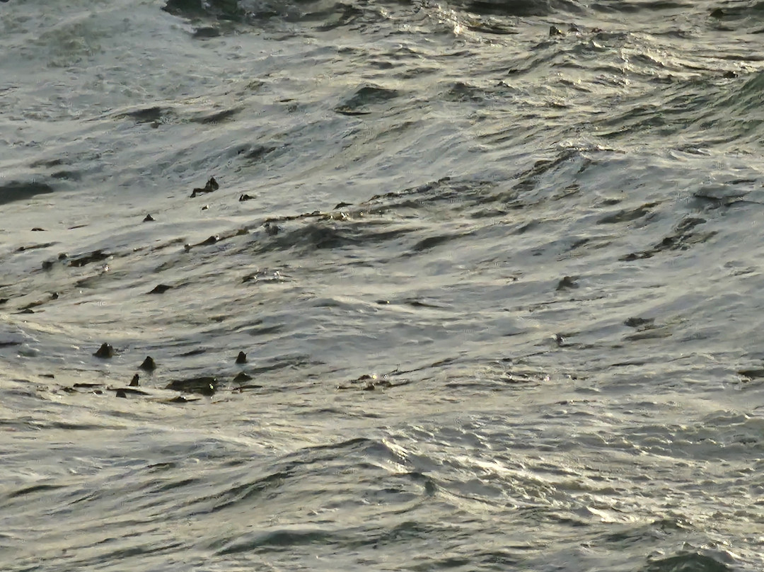 Otter Crest Marine Gardens-Otter Rock必去景点