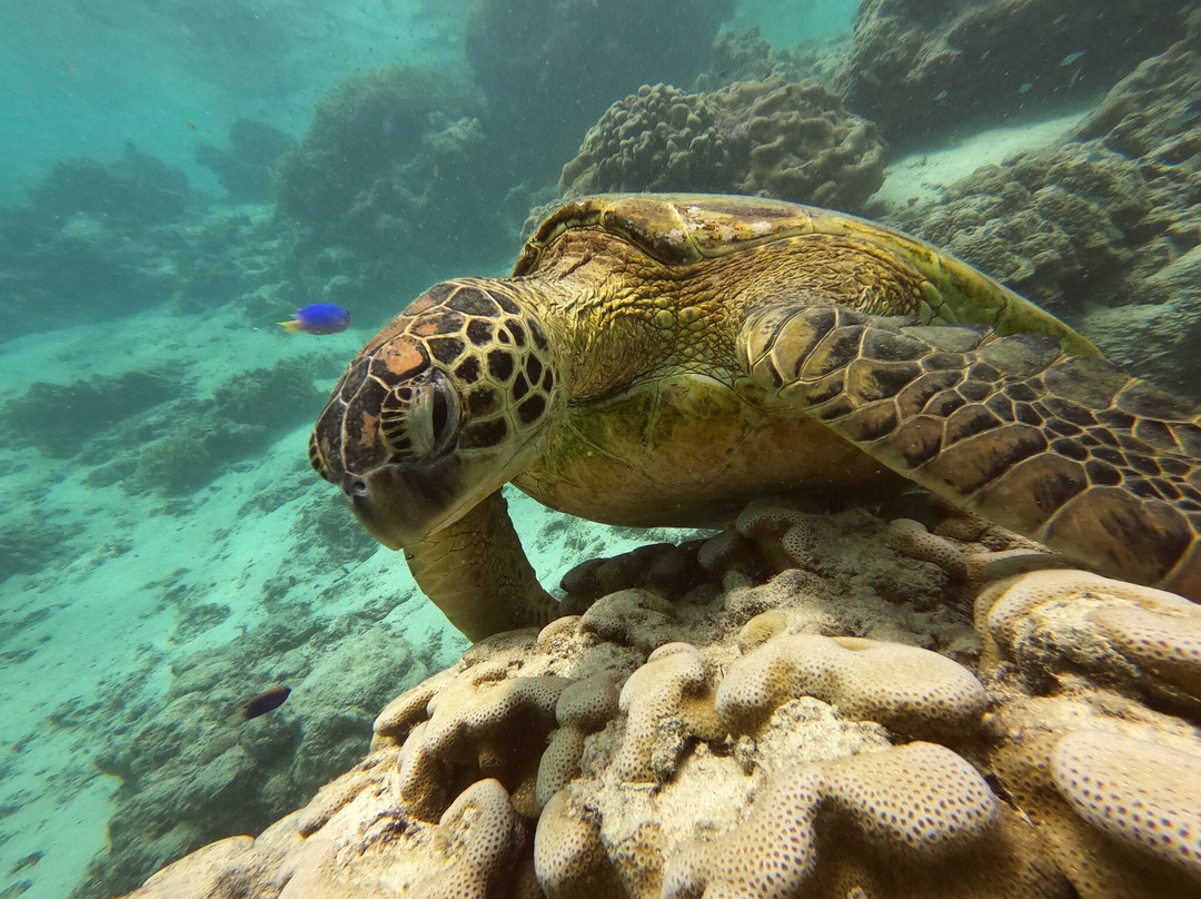 Go Local Cook Islands-堤堤卡维加必去景点