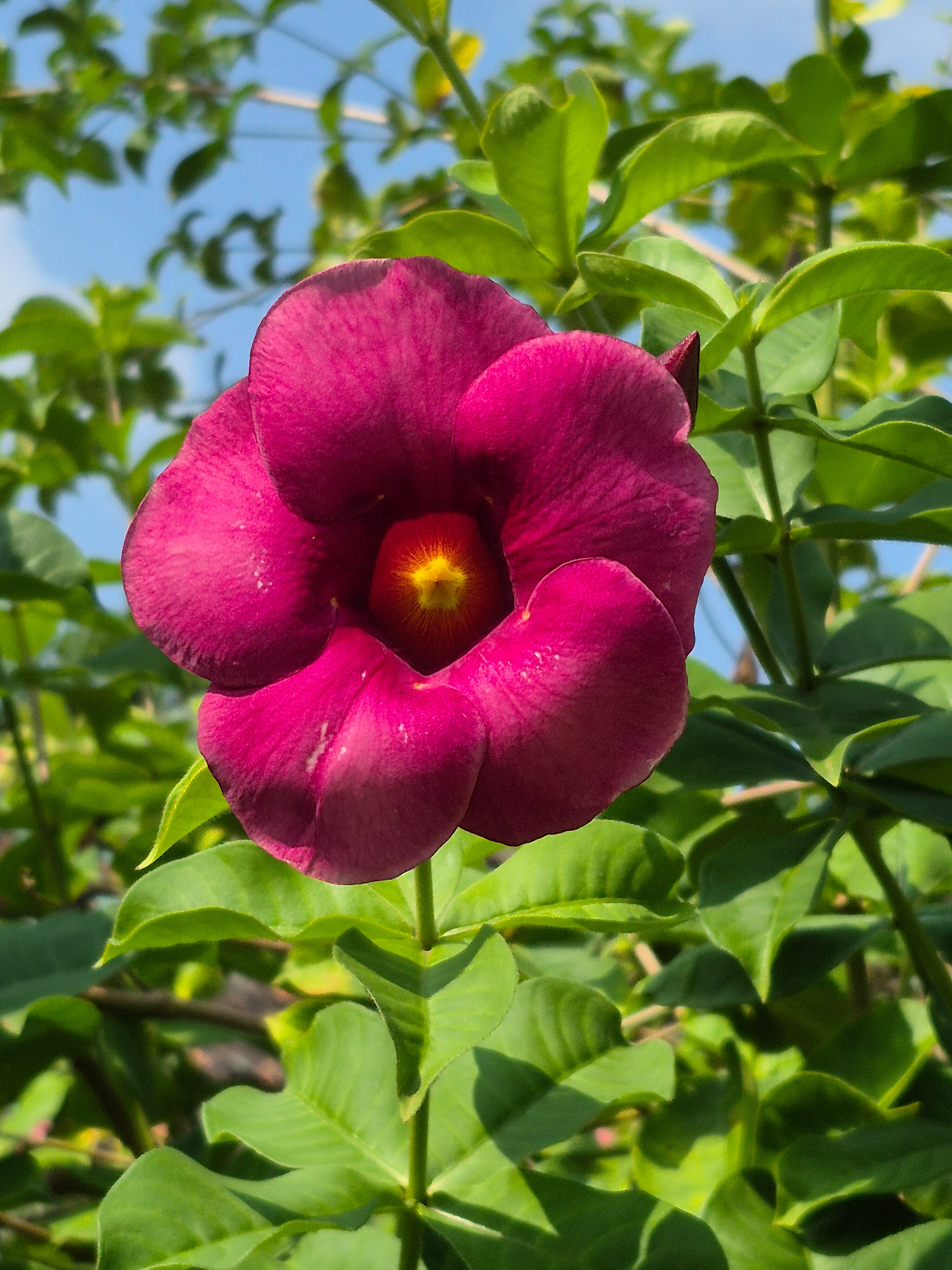 萨马利蕨类度假村-官方