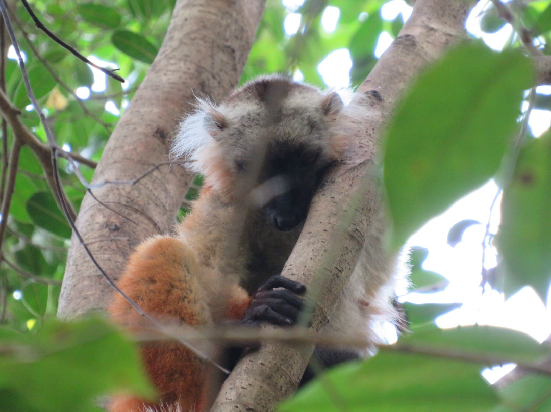 Lokobe Nature Special Reserve-诺西贝必去景点