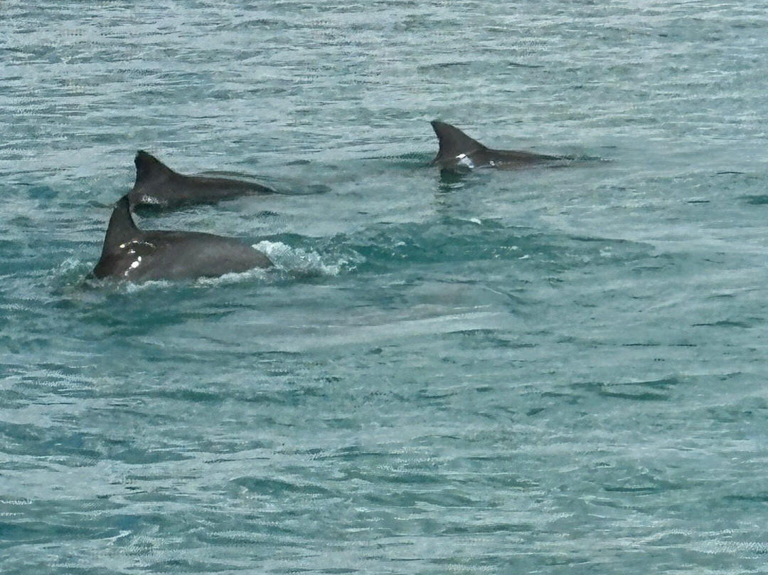 Perfect Nature Cruises-Monkey Mia必去景点