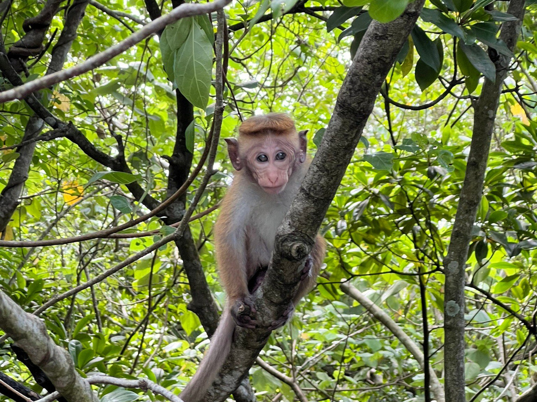 Koggala Lake Boat Safari & Kayak Adventure with Malish-克拉必去景点