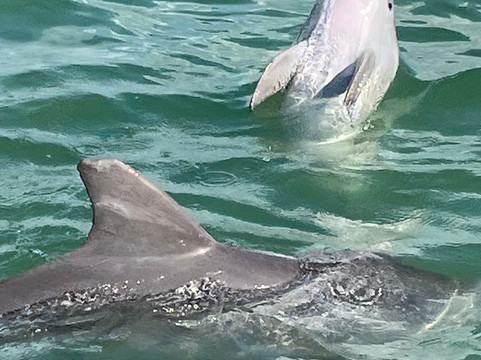 Sarasota Bay Explorers-萨拉索塔必去景点