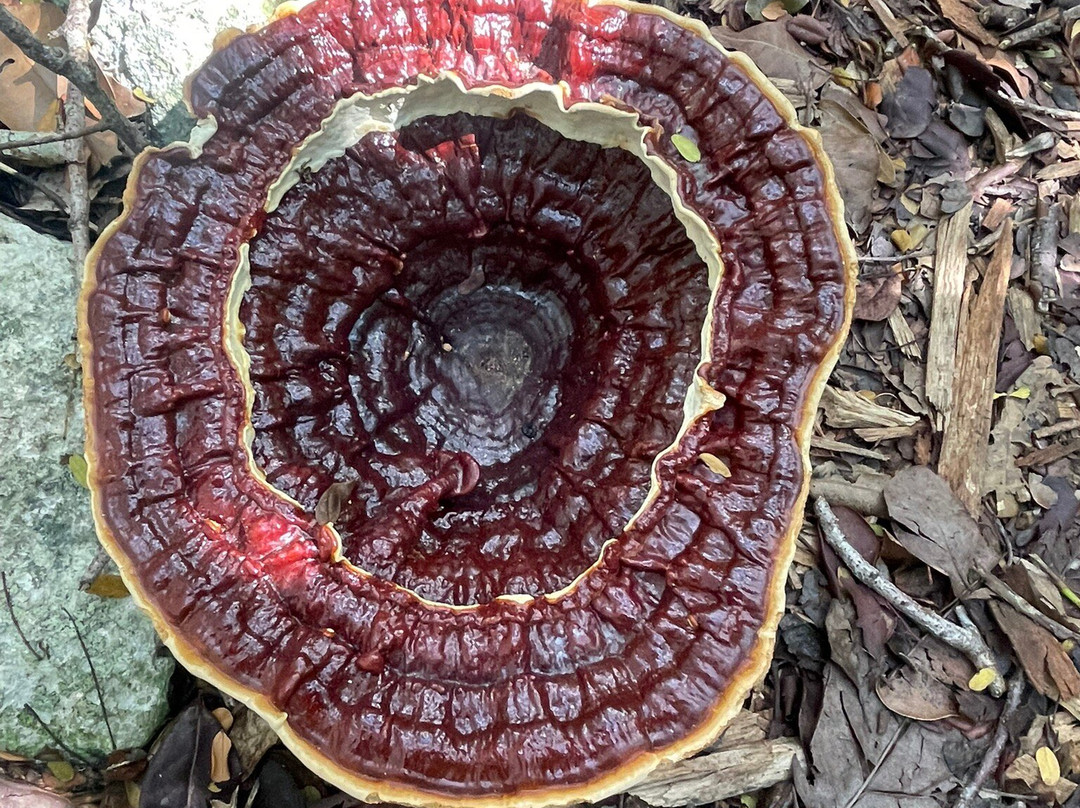 Leon Levy Native Plant Preserve-伊柳塞拉必去景点