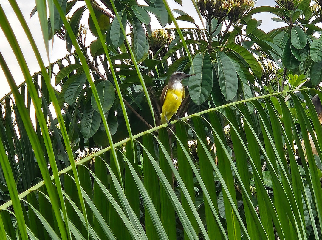 Amazon Antonio Jungle Tours-玛瑙斯必去景点