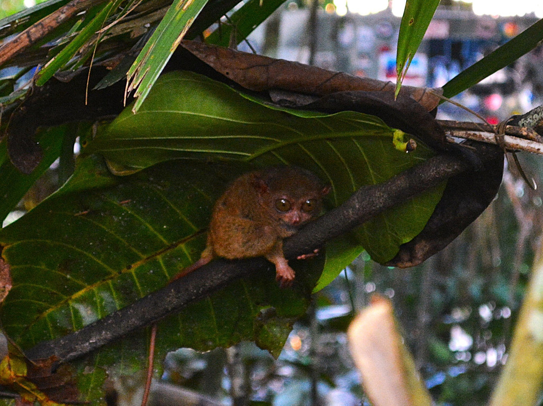 CSP Travel & Tours-宿雾市必去景点