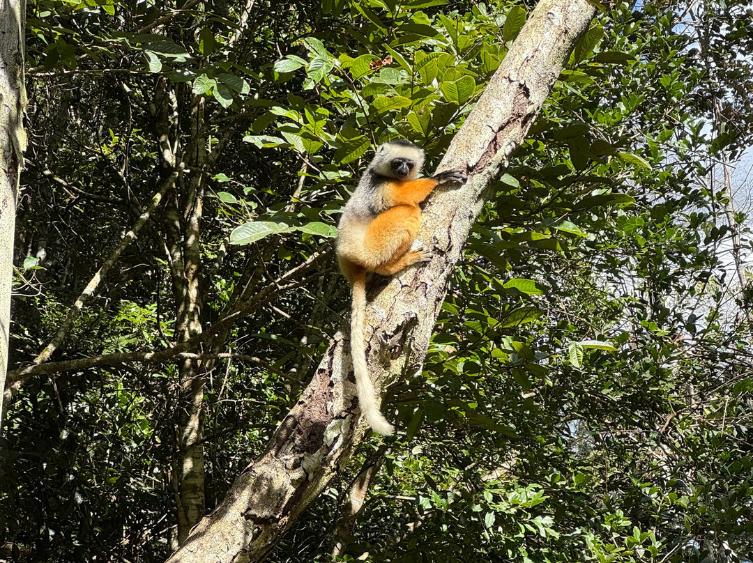 Viro Nomads Travel Co.-Ranomafana必去景点